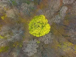 Vilnius Prints: AERIAL forest in amazing autumn shades with road hiding under treetops