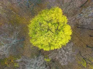 Vilnius Prints: AERIAL forest in amazing autumn shades with road hiding under treetops