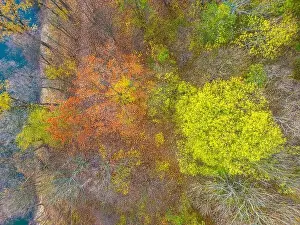 Vilnius Prints: AERIAL forest in amazing autumn shades with road hiding under treetops