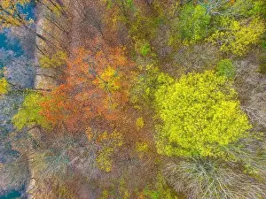 Vilnius Prints: AERIAL forest in amazing autumn shades with road hiding under treetops