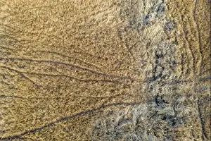 Aerial image of random paths used by deer in a winter landscape
