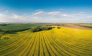Canola Prints: Aerial panorama of expansive, vibrant yellow canola fields in full bloom