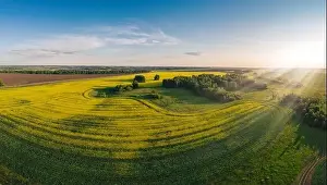 Canola Prints: Aerial panorama of expansive, vibrant yellow canola fields in full bloom
