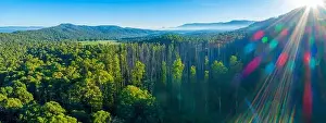 Sun Flare Prints: Aerial panorama of native Australian forest and mountains. Marysville, Victoria, Australia