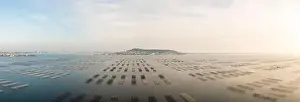 Oyster Prints: Aerial panorama of oyster tables in Bouzigues on the Thau lagoon