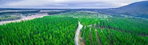 Rural Road Prints: Aerial panorama of pine trees plantation in Melbourne, Australia