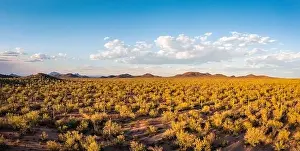 Space For Text Prints: Aerial Panorama of Saguaro Forest in warm afternoon sunlight