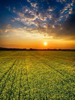 Oilseed Prints: Aerial panorama taken with flying drone with yellow rapeseed field and agricultural land at sunset
