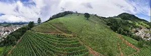 Arabica Prints: Aerial panoramic drone view of a coffee plantation in Manhuacu, Minas Gerais, Brazil