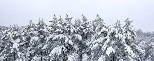 Treetops Prints: aerial panoramic view of snow-covered fir treetops in the winter forest