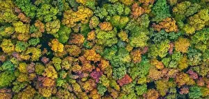 Saturated Prints: Aerial panoramic view of vibrant colorful autumn forest
