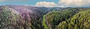 Needles Prints: aerial photo of the forest in bavaria with dense needle trees and clearings as a green meadow