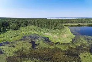 Sky Beauty Prints: Aerial photo panorama of forest boggy lake in the Karakansky pine forest near the shore of the Ob reservoir