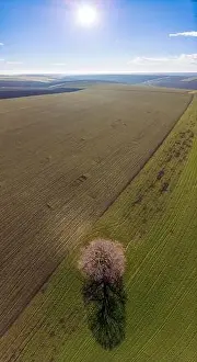 Cylindrical Prints: Aerial photography of a lonely tree in a green field on a sunny summer day with a bright blue sky in the background