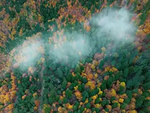 Aerial picturesque drone view of bright yellow and green trees growing in forest during autumn