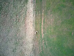 Grass And Sky Prints: Aerial sheep farm showing sheep grazing in a green field landscape with fence and animal tracks