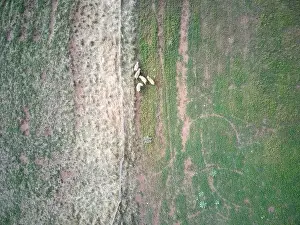 Grass And Sky Prints: Aerial sheep farm showing sheep grazing in a green field landscape with fence and animal tracks