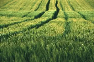 Wheat Field Prints: Aerial shot of green wheat field with tractor tire marks in spring sunset, selective focus