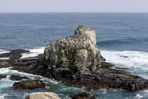 Pelicans Prints: Aerial shot of the scenic birds rock at Punta de Lobos at Pichilemu, Chile