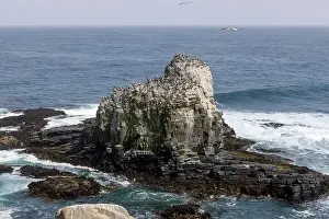 Pelicans Prints: Aerial shot of the scenic birds rock at Punta de Lobos at Pichilemu, Chile