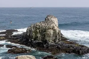 Aerial shot of the scenic birds rock at Punta de Lobos at Pichilemu, Chile