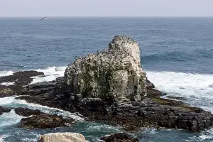 Aerial shot of the scenic birds rock at Punta de Lobos at Pichilemu, Chile