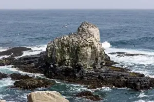 Aerial shot of the scenic birds rock at Punta de Lobos at Pichilemu, Chile