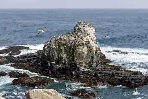 Pelicans Prints: Aerial shot of the scenic birds rock at Punta de Lobos at Pichilemu, Chile