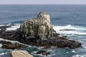 Pelicans Prints: Aerial shot of the scenic birds rock at Punta de Lobos at Pichilemu, Chile