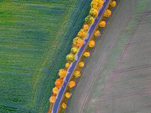 Country Road Prints: Aerial top-down view of a country road lined with vivid autumn trees