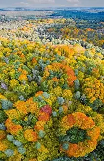 Saturated Prints: Aerial vertical panoramic view of vibrant color autumn forest