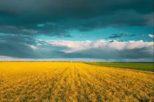Aerial View Of Agricultural Landscape With Flowering Blooming Oilseed Field. Spring Season. Blossom Canola Yellow Flowers. Rainy Clouds Above