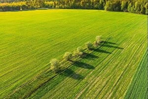 Aerial Landscape Collection: Aerial Top View Of Agricultural Landscape With Trees In Spring Field, Summer Meadow