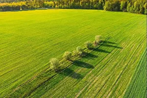 Aerial Top View Of Agricultural Landscape With Trees In Spring Field, Summer Meadow. Beautiful Green Grass Rural Landscape In Bird's-eye View