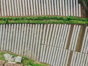 Yogyakarta Prints: Aerial view of agricultural rice fields for cultivation in Yogyakarta area, Indonesia