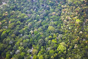 Amazon Rainforest Prints: Aerial view of Amazon Rainforest, Manaus, Amazonas, Brazil