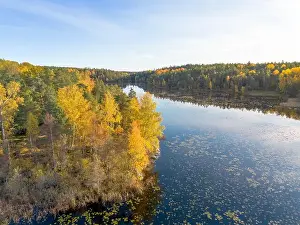 Pine Woodland Prints: Aerial view of autumn forest landscape with yellow leaf trees by a blue calm lake in Sweden on a clear fall day