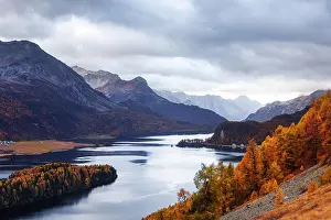 Aerial view on autumn lake Sils (Silsersee) in Swiss Alps. Colorful forest with orange larch and snowy mountains on background. Switzerland