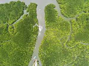 Green Forest Prints: Aerial view top down of beautiful mangrove forest tree in the morning Drone flying over sea