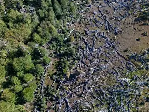 Tierra Del Fuego Prints: Aerial view of a beaver habitat in Reserva Lago Yeguin on the island Tierra del Fuego