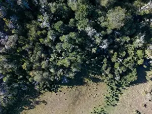Tierra Del Fuego Prints: Aerial view of a beaver habitat in Reserva Lago Yeguin on the island Tierra del Fuego