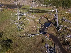 Tierra Del Fuego Prints: Aerial view of a beaver habitat in Reserva Lago Yeguin on the island Tierra del Fuego