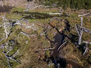 Tierra Del Fuego Prints: Aerial view of a beaver habitat in Reserva Lago Yeguin on the island Tierra del Fuego
