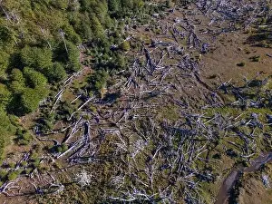 Tierra Del Fuego Prints: Aerial view of a beaver habitat in Reserva Lago Yeguin on the island Tierra del Fuego