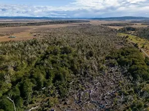 Tierra Del Fuego Prints: Aerial view of a beaver habitat in Reserva Lago Yeguin on the island Tierra del Fuego