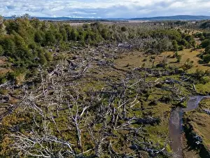 Tierra Del Fuego Prints: Aerial view of a beaver habitat in Reserva Lago Yeguin on the island Tierra del Fuego
