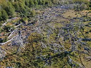 Tierra Del Fuego Prints: Aerial view of a beaver habitat in Reserva Lago Yeguin on the island Tierra del Fuego