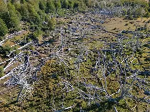 Tierra Del Fuego Prints: Aerial view of a beaver habitat in Reserva Lago Yeguin on the island Tierra del Fuego