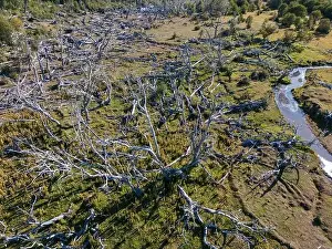Tierra Del Fuego Prints: Aerial view of a beaver habitat in Reserva Lago Yeguin on the island Tierra del Fuego