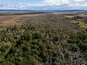Tierra Del Fuego Prints: Aerial view of a beaver habitat in Reserva Lago Yeguin on the island Tierra del Fuego
